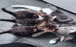 Bengal cats for sale: Bengal Kittens ready to be reserved  - Image 28