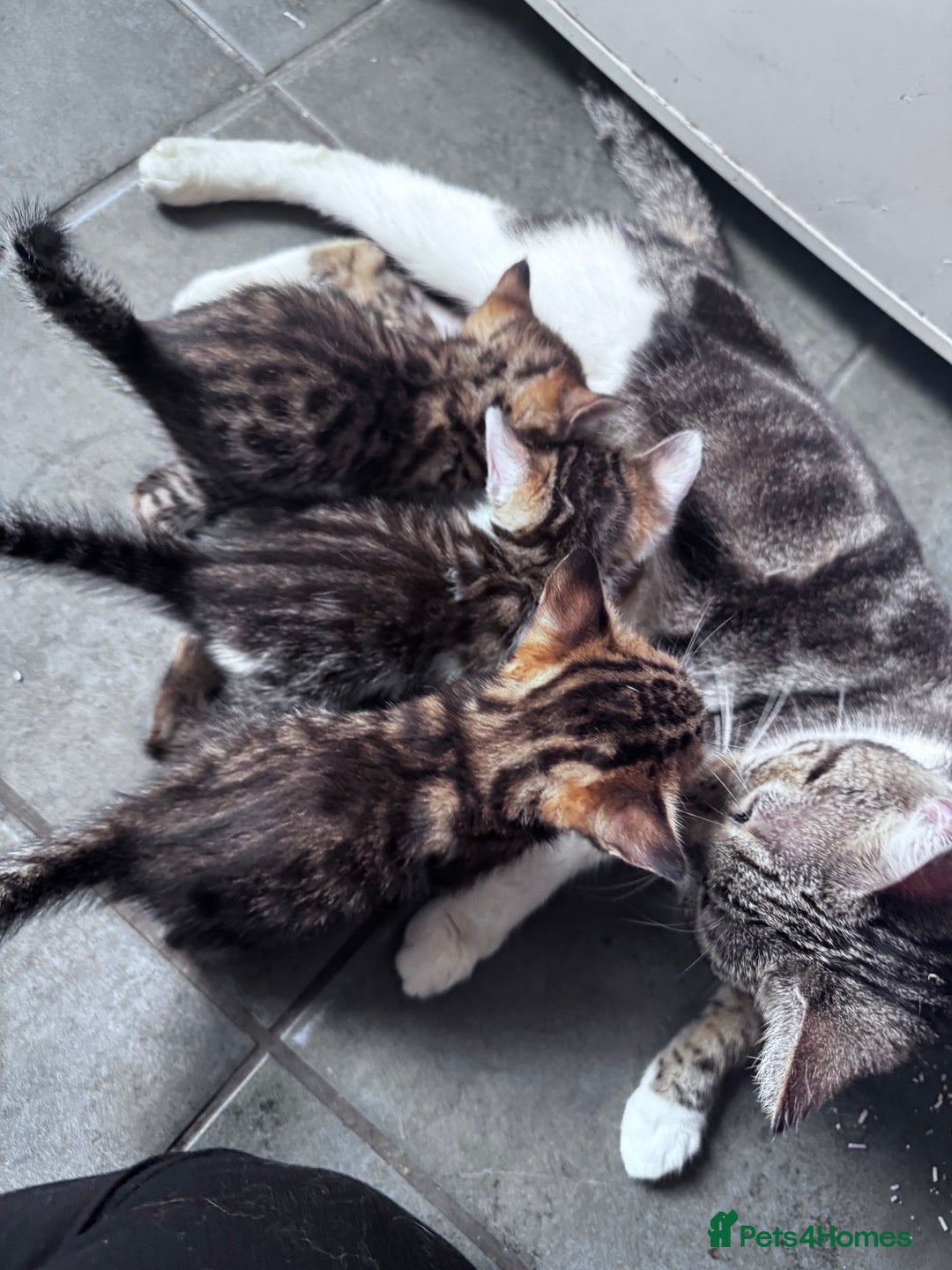 Bengal cats for sale: Bengal Kittens ready to be reserved  - Image 28