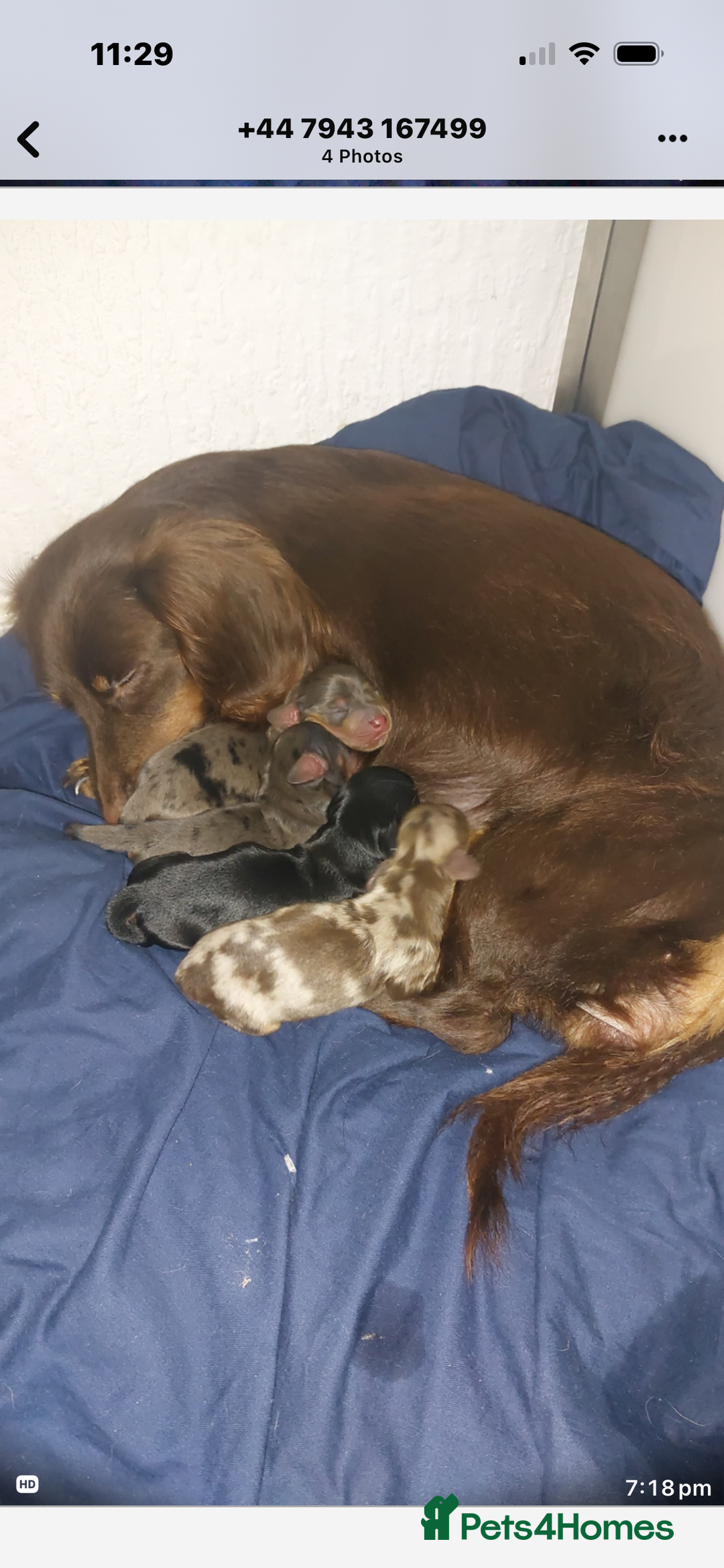 Dachshund dogs for sale: Dachshund pups kc registed - Advert 2