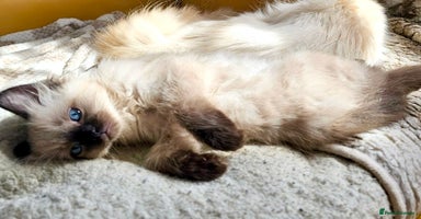 Ragdoll cats - Advert 7