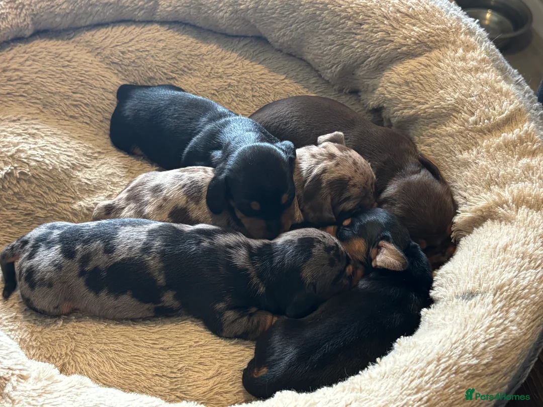 Miniature Dachshund dogs for sale: Miniature dachshund puppies - Advert 1