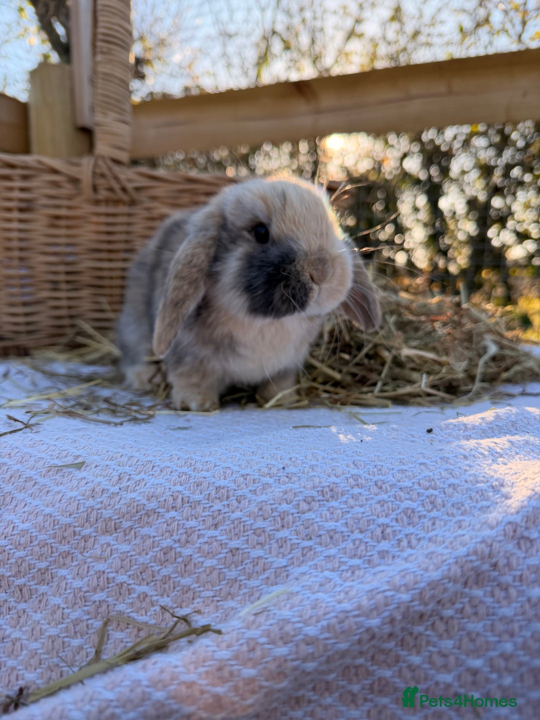 Mini Lop rabbits for sale: Mini Lop bunnies  - Advert 9