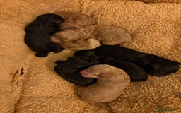 Cavapoo dogs for sale: Beautiful cavapoo puppies from a family home - Image 5