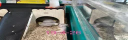 Quail poultry for sale: Beautiful Button Quail Chicks (CPQ, King) & EGGS - Advert 7