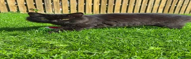 British Shorthair Kitten 1