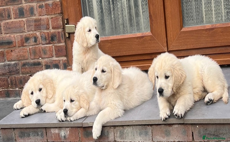 Golden Retriever dogs - Advert 4