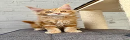Maine Coon cats for sale: TICA Pedigree Massive Red Kittens - Advert 29