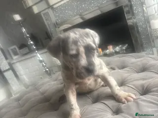 Neapolitan Mastiff dogs Neapolitan mastiff champion bloodline - Advert 1