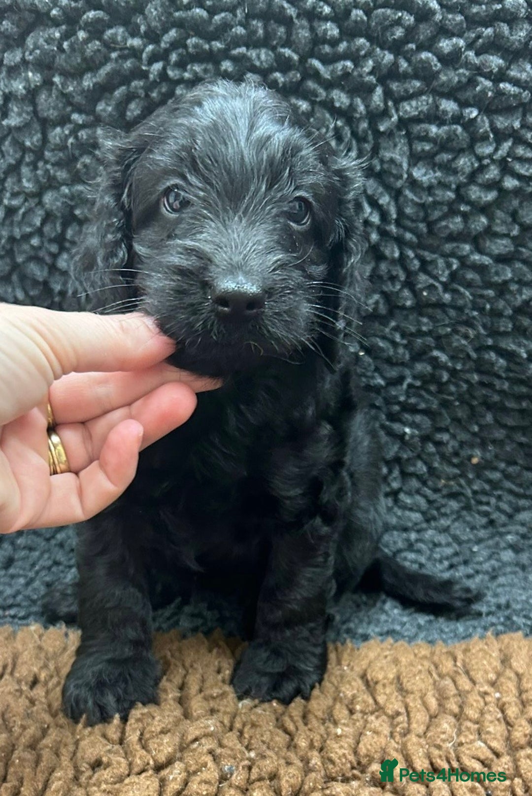 Cockapoo dogs for sale: Beautiful fully DNA tested show Cockapoo puppies - Image 11