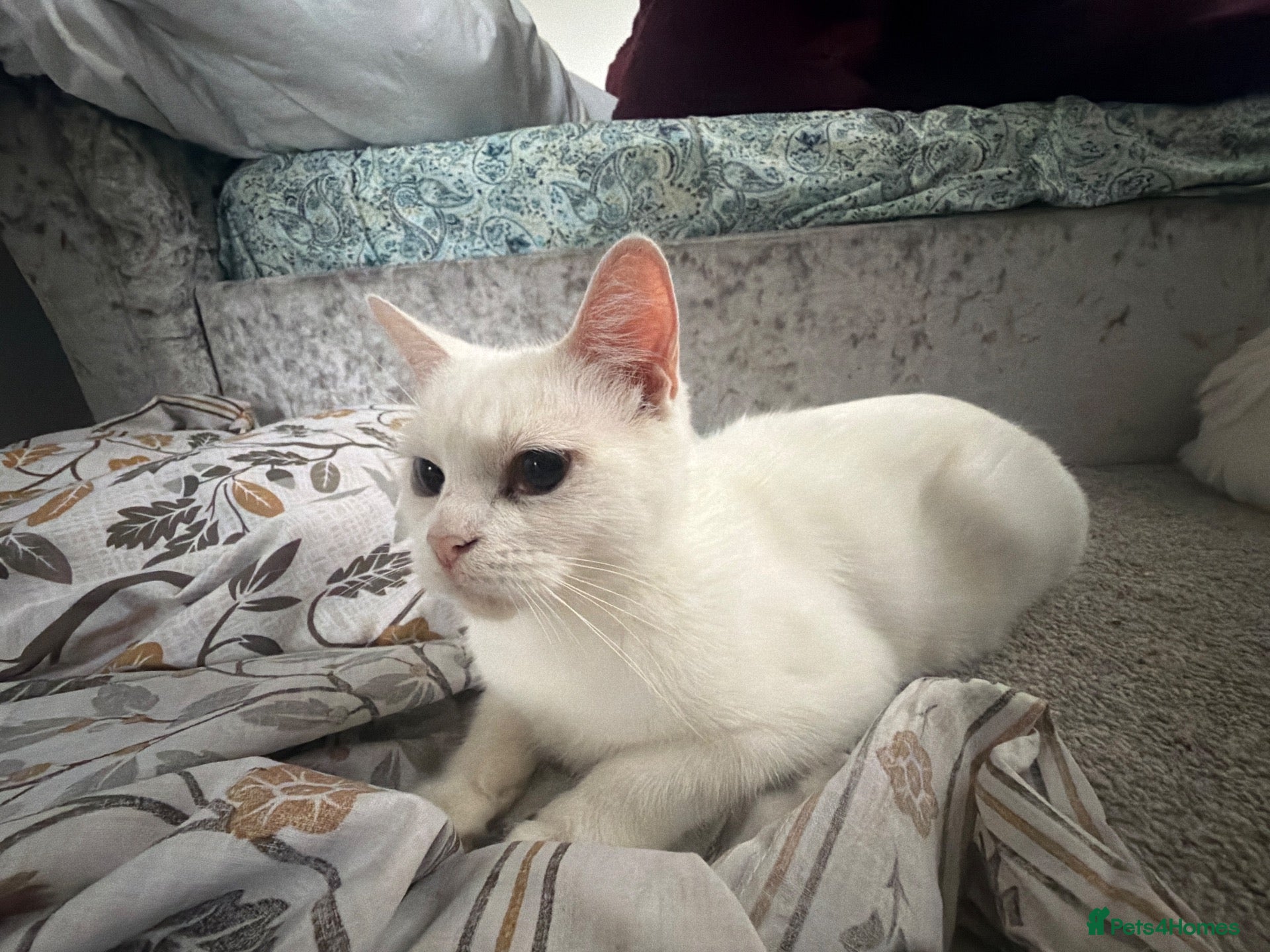 Mixed Breed cats Coco cat - Advert 1