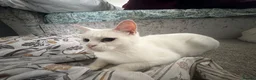 Mixed Breed cats for sale: Coco cat in Bolton - Advert 1