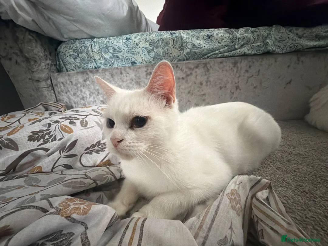 Mixed Breed cats for sale: Coco cat in Bolton - Advert 1
