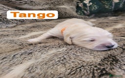 Golden Retriever dogs for sale: Golden Retriever Pups – First Class Homes Wanted - Image 19