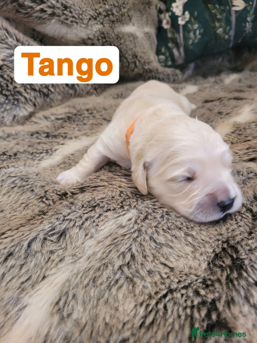 Golden Retriever dogs for sale: Golden Retriever Pups – First Class Homes Wanted - Image 19
