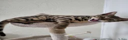 Bengal cats for sale: Beautiful female bengal - Advert 8