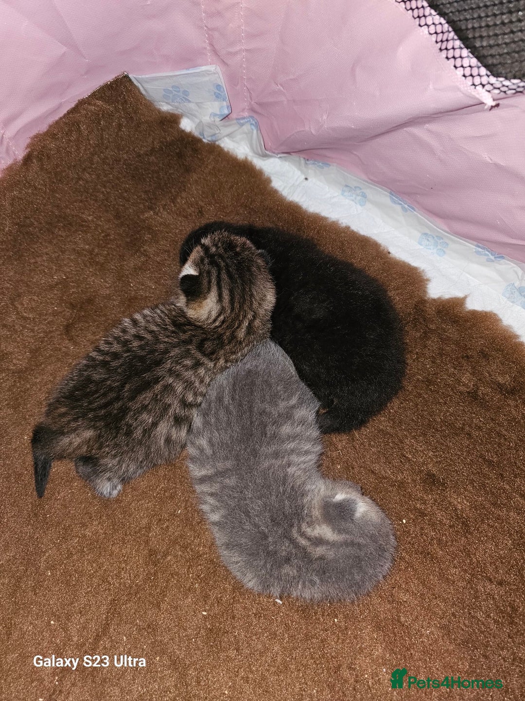 British Shorthair cats for sale: Stunning shorthairs  - Advert 2