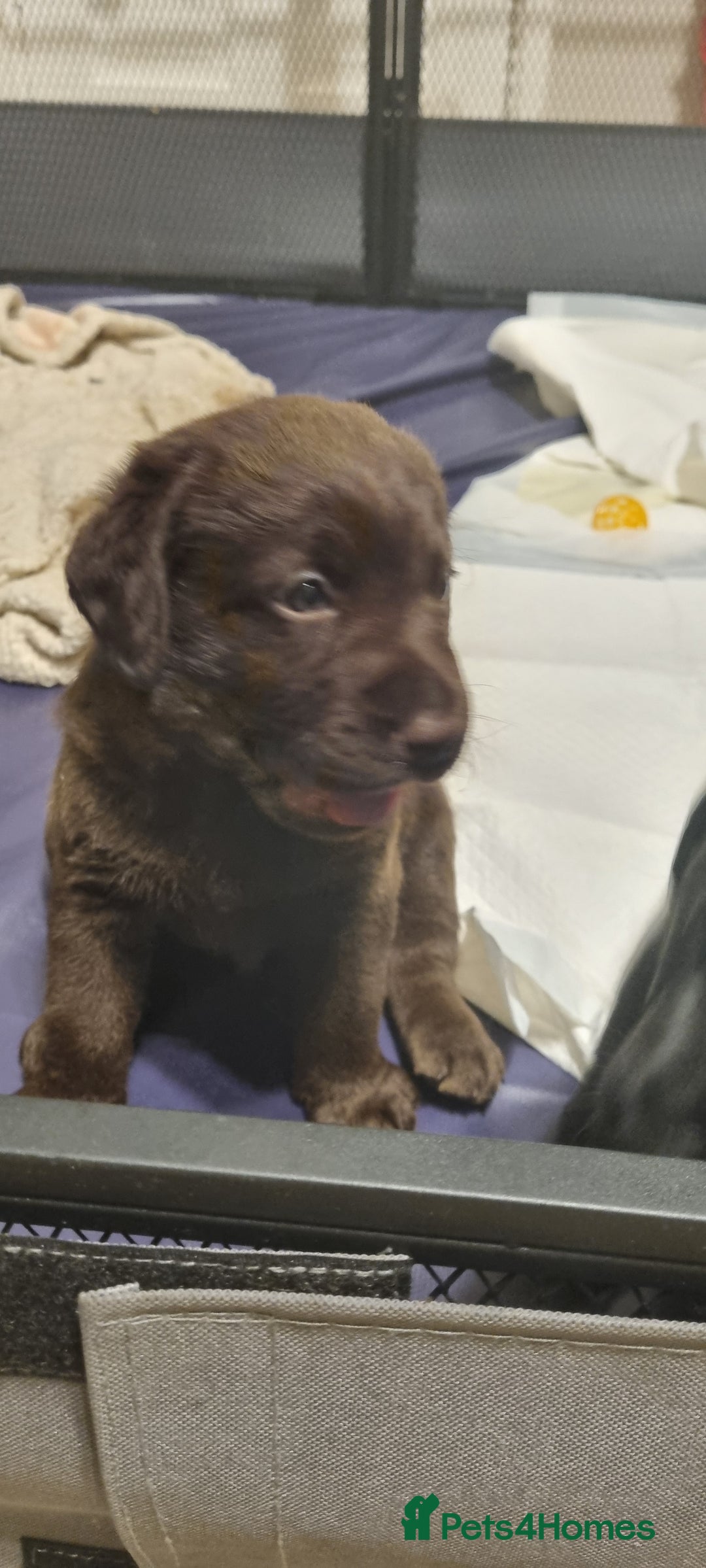 Labradoodle dogs for sale: Gorgeous labrodoodle puppies - Image 3