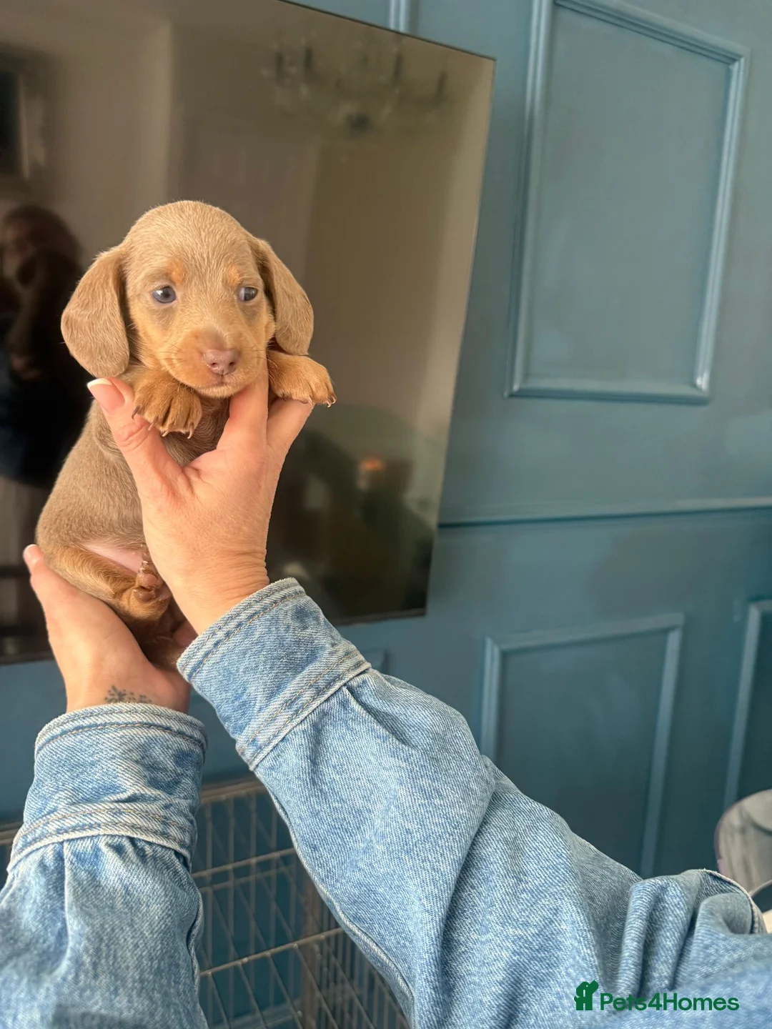 Miniature Dachshund dogs for sale: Stunning Miniature Daschunds  - Advert 2