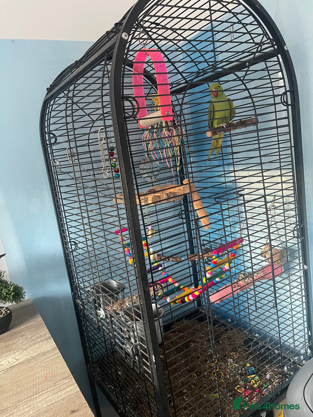 Ringnecks birds for sale: African ringneck with cage - Image 2