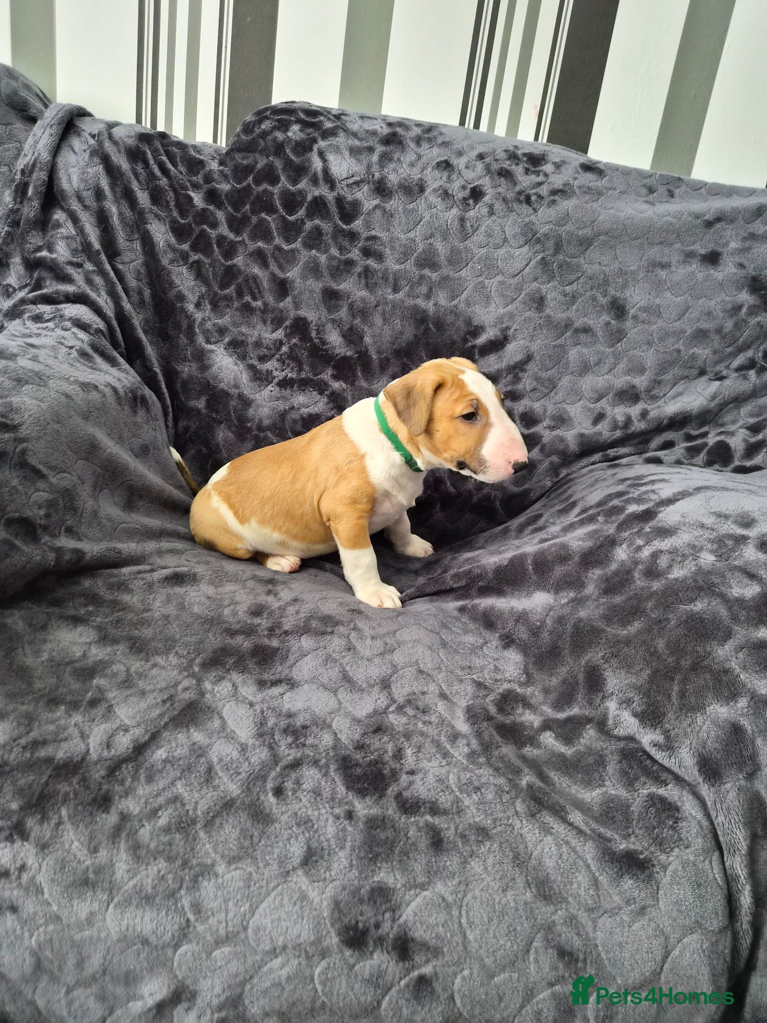 English Bull Terrier dogs Beautiful KC Reg English Bull Terrier Puppies  - Advert 2