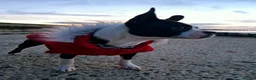 Mixed Breed dogs for sale: Boston Terrier x french bulldog Hybrid in Canterbury - Advert 12