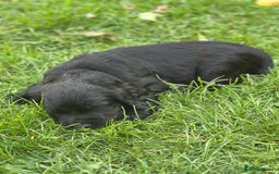 Cocker Spaniel dogs for sale: Cocker Spaniel Puppies looking for the best homes - Image 29