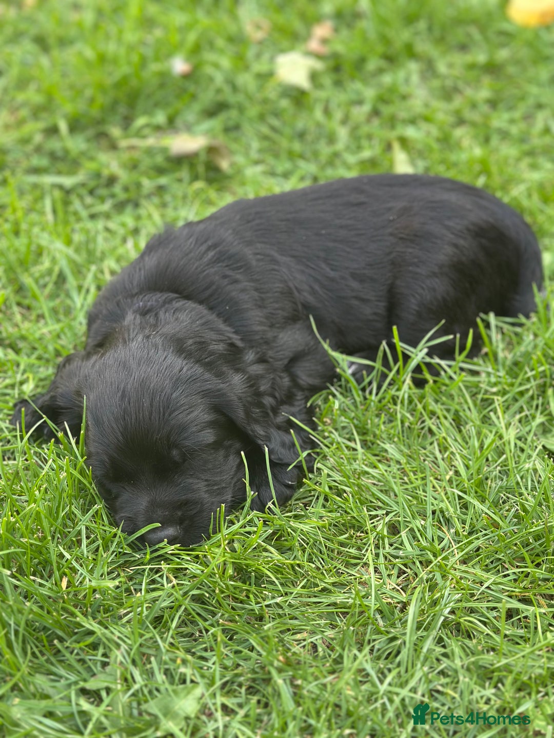 Cocker Spaniel dogs for sale: Cocker Spaniel Puppies looking for the best homes - Image 29