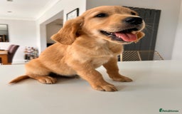 Golden Retriever dogs for sale: Golden Retriever Puppies  - Image 10