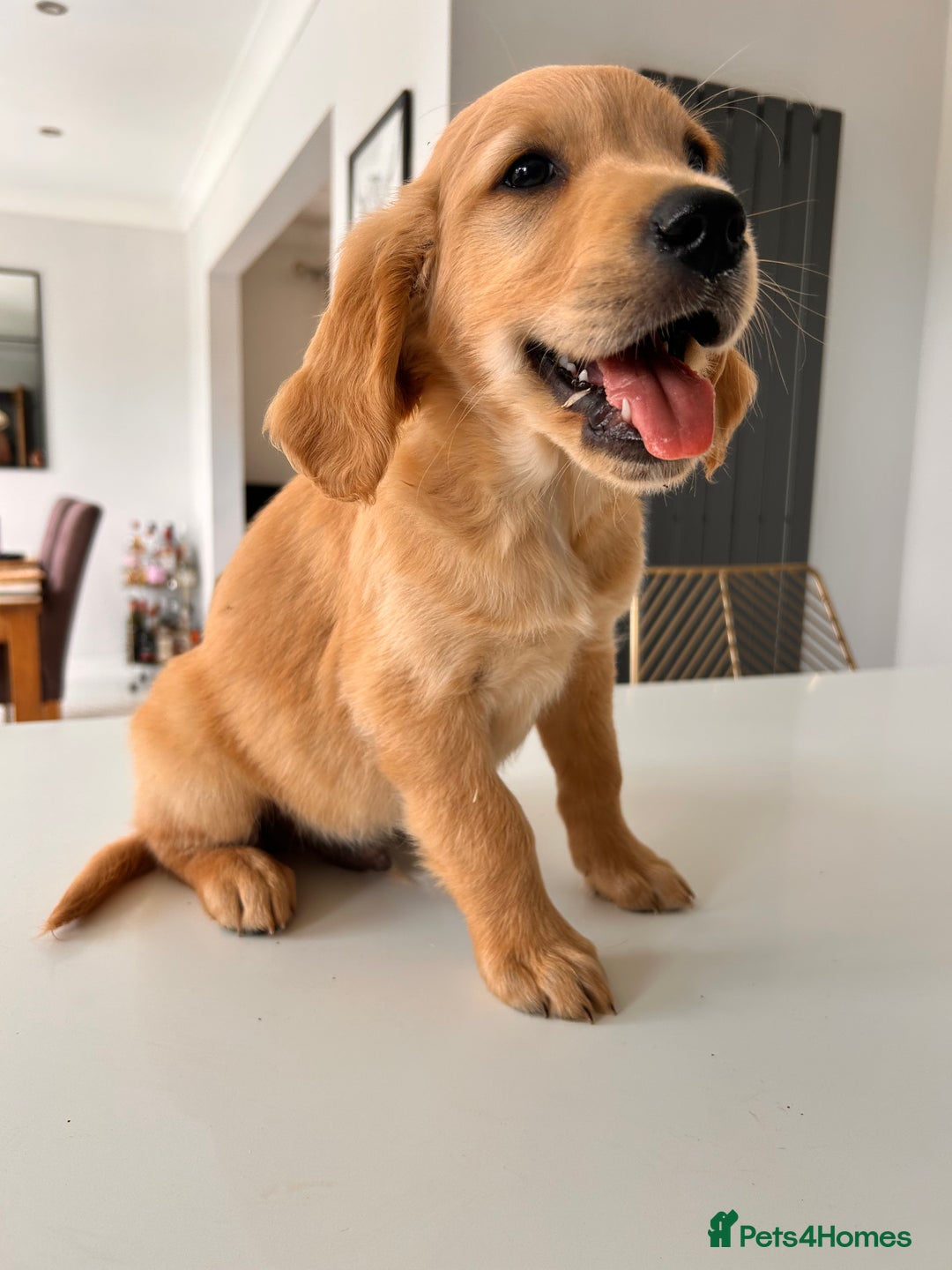 Golden Retriever dogs for sale: Golden Retriever Puppies  - Image 10