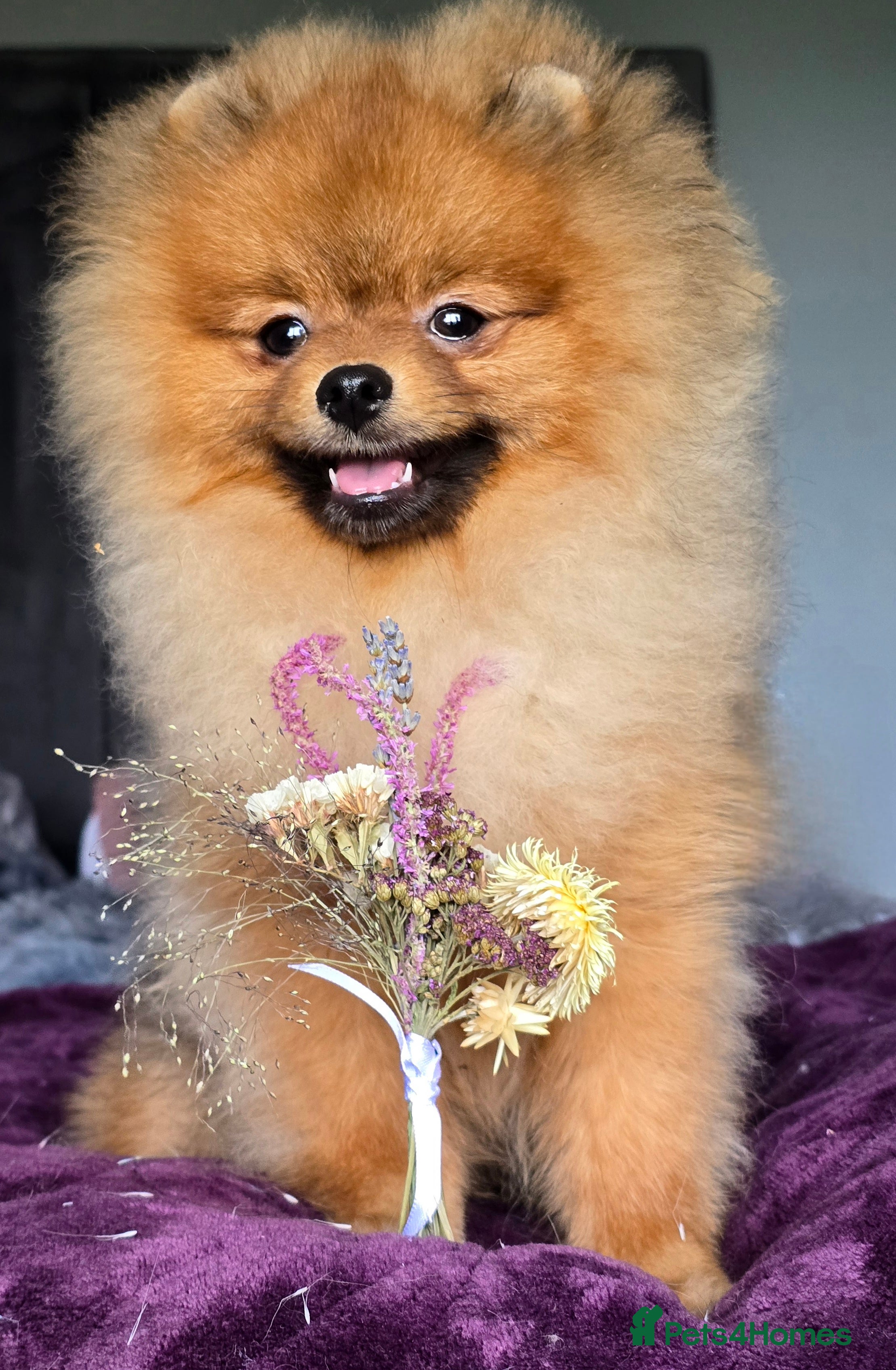 Pomeranian dogs *Stunning correct pomeranian 6 months male* - Advert 1
