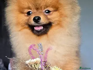 Pomeranian dogs *Stunning correct pomeranian 6 months male* - Advert 1