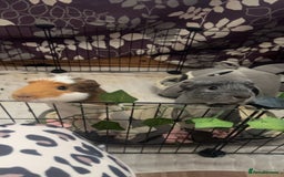 Guinea Pig rodents for sale: 2 male guinea pigs - Image 2