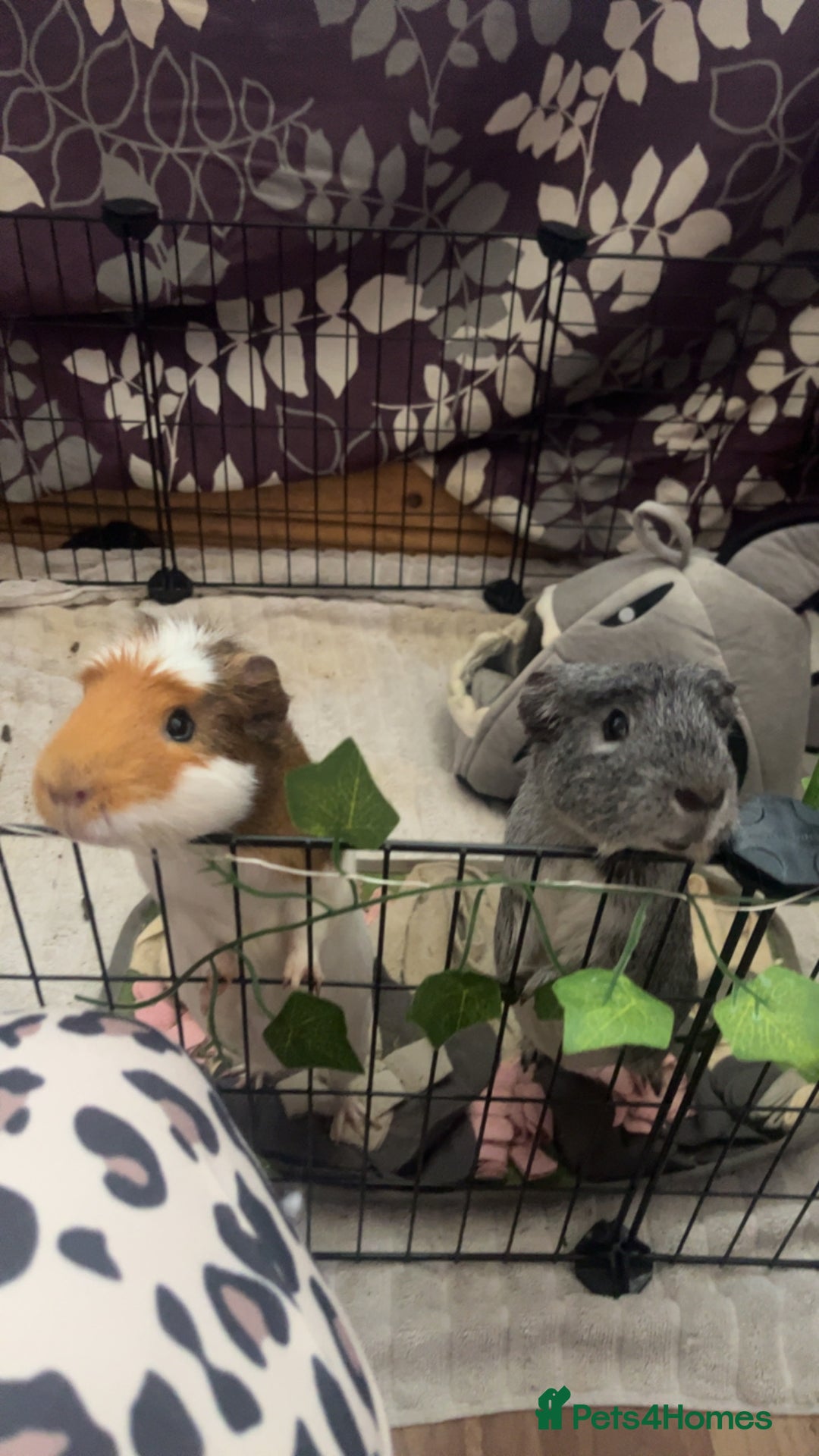 Guinea Pig rodents for sale: 2 male guinea pigs - Image 2