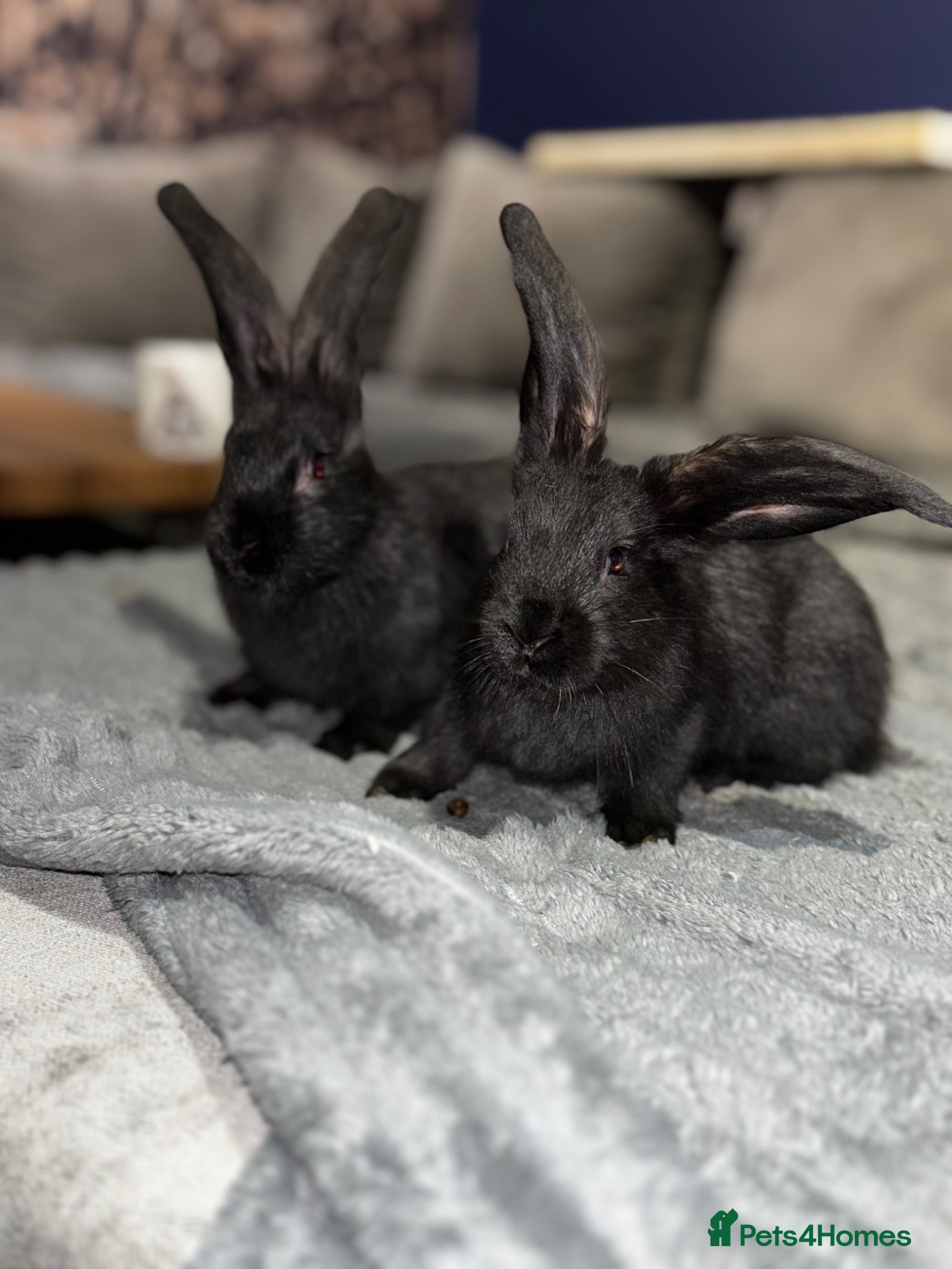 Continental Giant rabbits 3LEFT Price drop GERMAN GIANTS(continentals)  - Advert 7