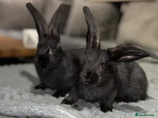 Continental Giant rabbits 3LEFT Price drop GERMAN GIANTS(continentals) - Advert 7