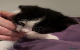 Domestic Shorthair cats for sale: 3 gorgeous Black and White boys - Image 15