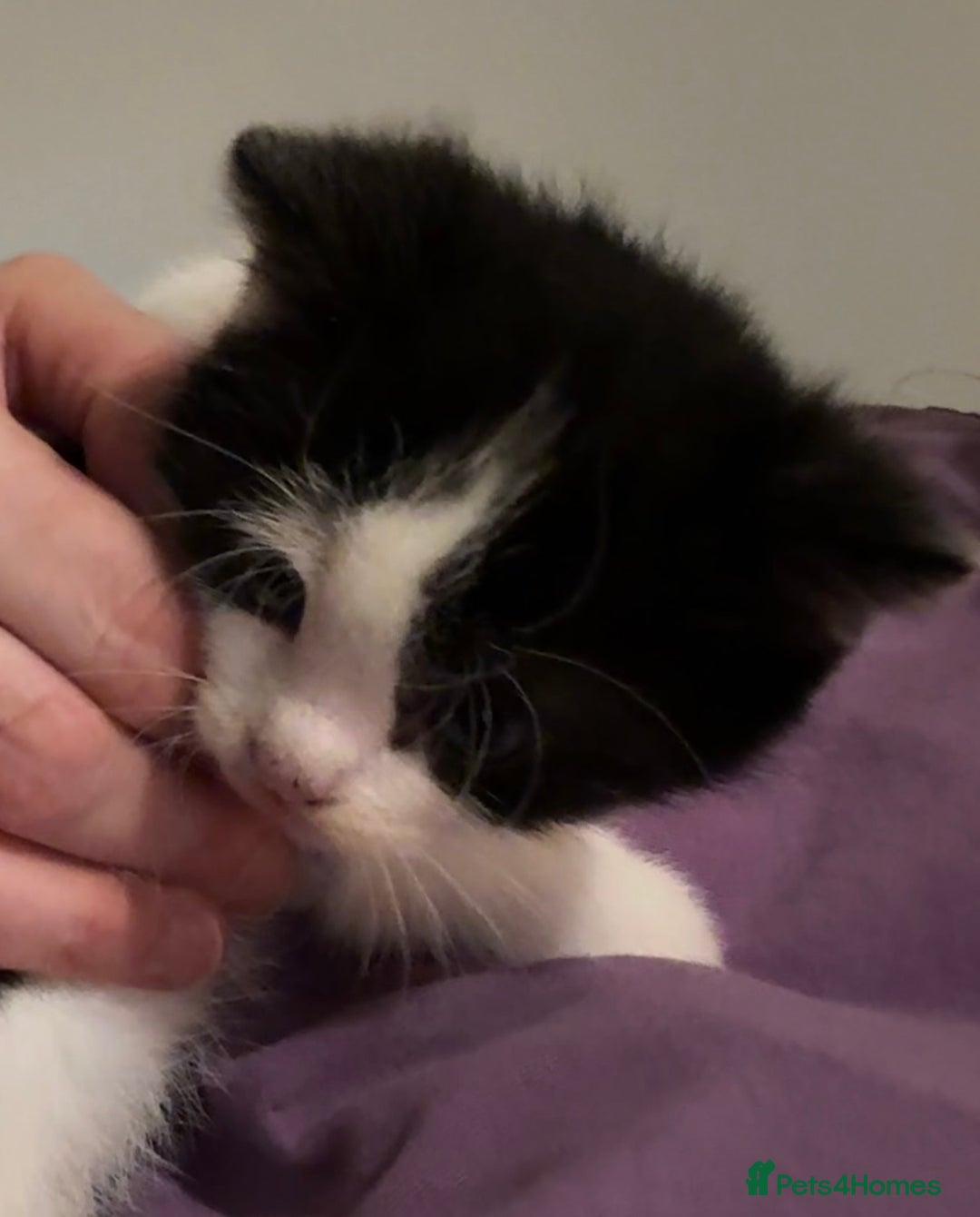 Domestic Shorthair cats for sale: 3 gorgeous Black and White boys - Image 15