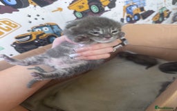 Maine Coon cats for sale: Maine coon kittens  - Image 8