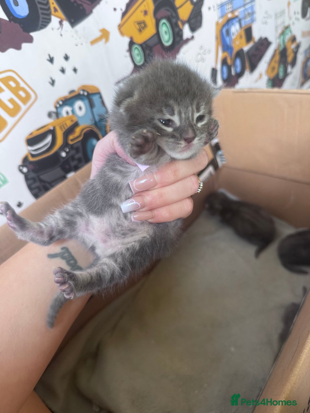 Maine Coon cats for sale: Maine coon kittens  - Image 8