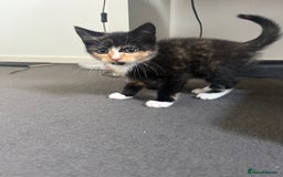 Mixed Breed cats for sale: Mixed breed kittens for sale  - Image 2