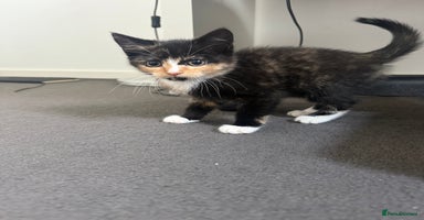 Mixed Breed cats - Advert 10