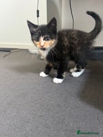 Mixed Breed cats - Advert 10