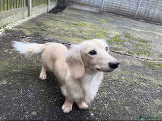 Miniature Dachshund dogs KC registered cream miniature dachshund for stud in Kidderminster - Advert 1