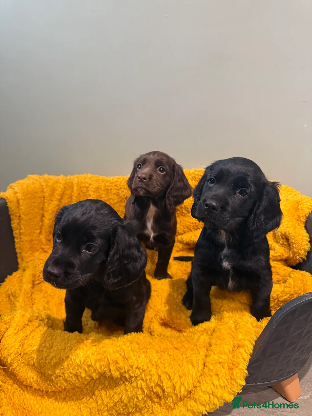 Sprocker dogs for sale: Stunning Sprocker puppies Cocker/Springer  - Advert 3