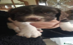 English Springer Spaniel dogs for sale: Beautiful Litter of English Springer Spaniels  - Image 6