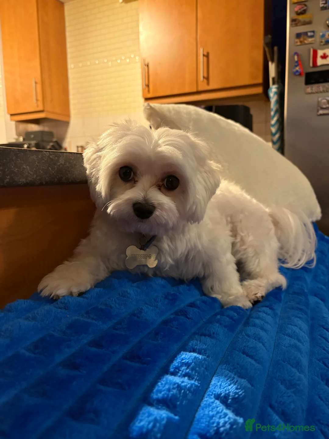 Maltese dogs for adoption: Gorgeous 14month old male Maltese bichon frise - Advert 1