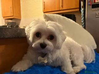 Maltese dogs Gorgeous 14month old male Maltese bichon frise - Advert 2