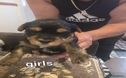 Yorkshire Terrier dogs for sale: Yorkshire Terrier pups - Image 6