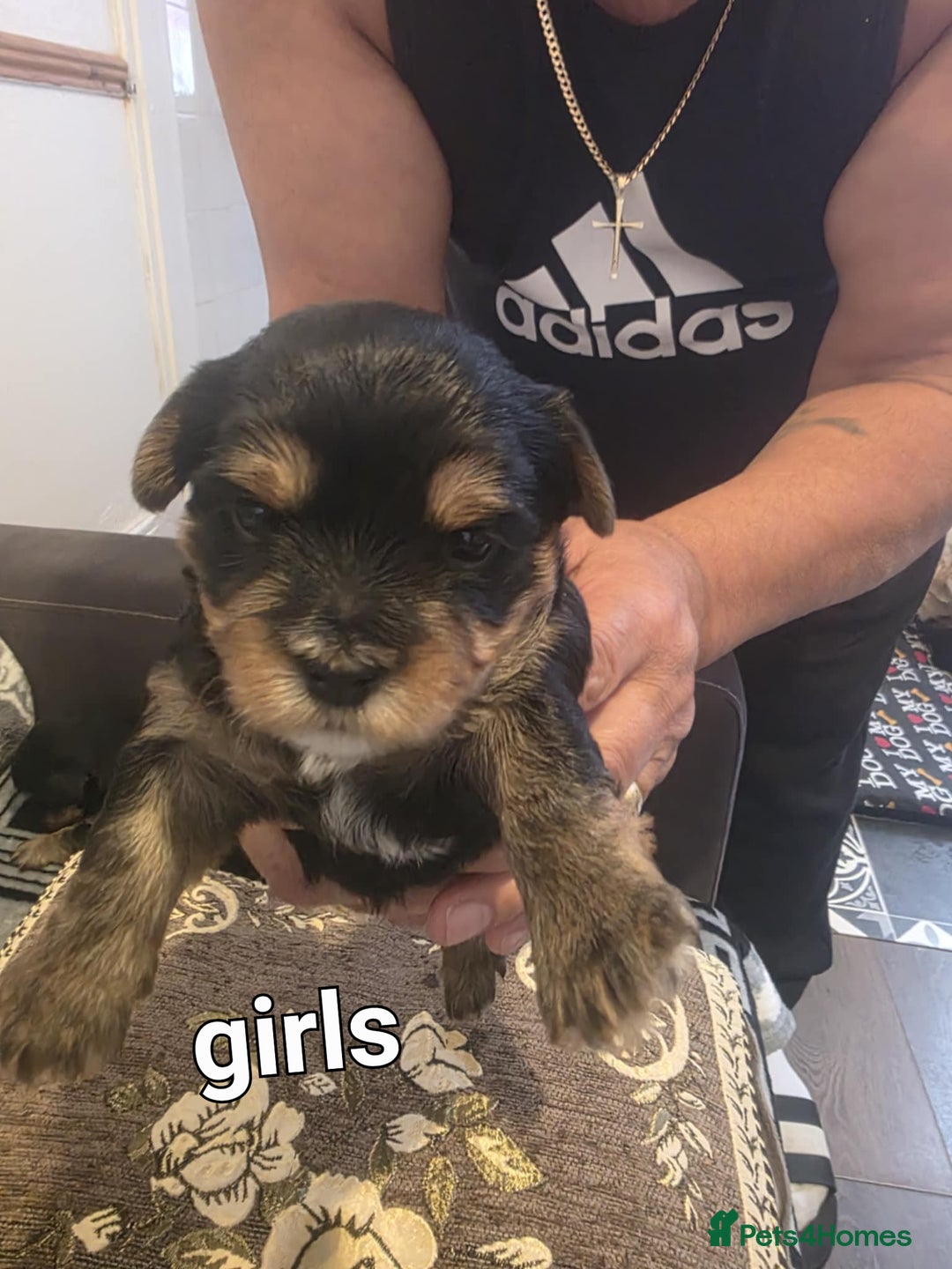 Yorkshire Terrier dogs for sale: Yorkshire Terrier pups - Image 6