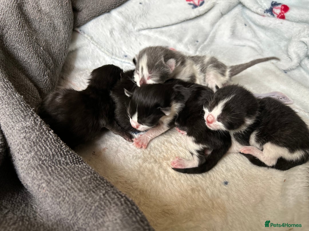 Ragdoll cats for sale: Ragdoll X kittens  - Image 8